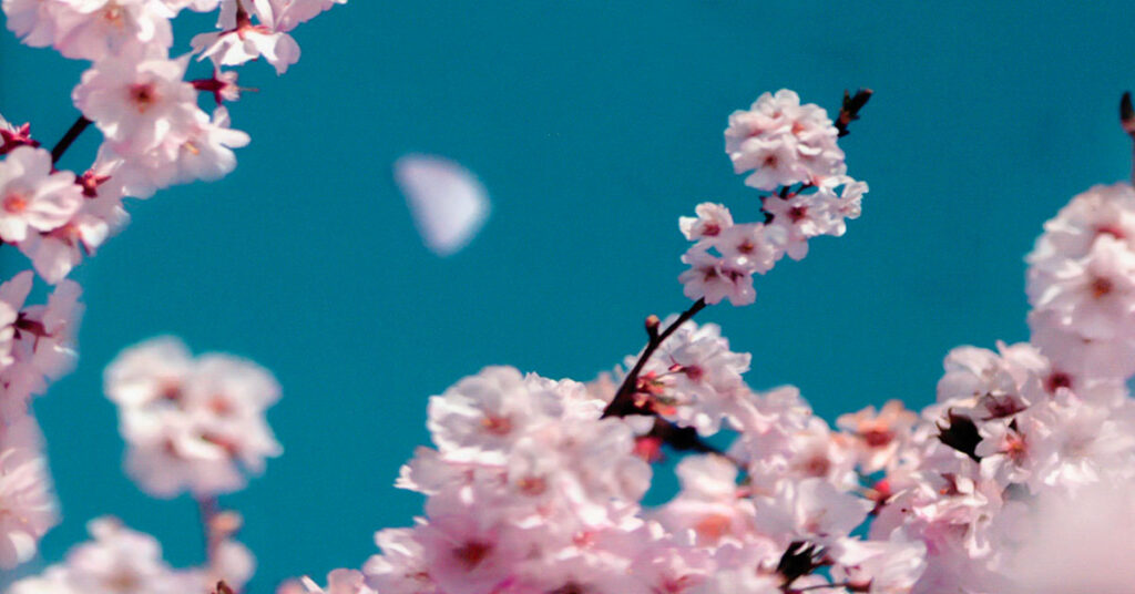 La distanza tra me e il ciliegio - evidenza